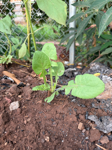 Sonchus oleraceus observed 2026-06-21