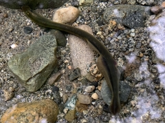 Lampetra richardsoni