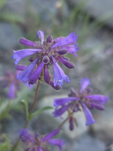 Penstemon heterodoxus