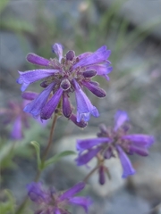 Penstemon heterodoxus