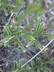 Penstemon heterodoxus, photograph (c) Cristhian Mace, some rights reserved (CC BY)