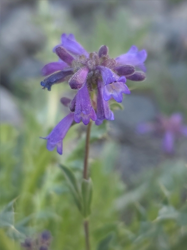 Penstemon heterodoxus, photograph 3