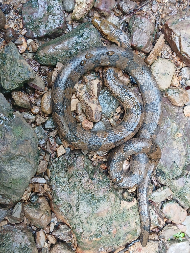 Cayman Water Snake