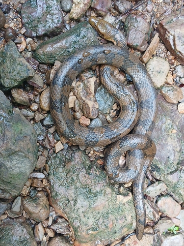 Caribbean Water Snake, Tretanorhinus variabilis