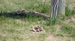 Spermophilus xanthoprymnus