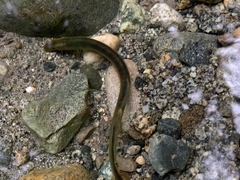 Lampetra richardsoni