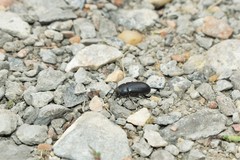 Tenebrionidae