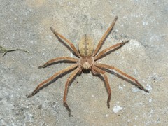 Olios sericeus