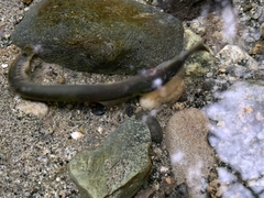 Lampetra richardsoni