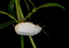 Cyphochilus apicalis