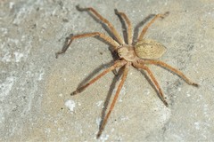 Olios sericeus
