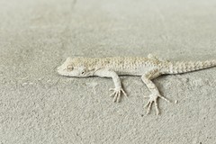Mediodactylus russowii