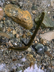 Lampetra richardsoni