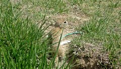 Spermophilus xanthoprymnus