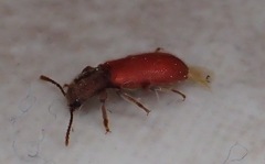 Zenodosus sanguineus