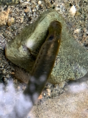 Lampetra richardsoni