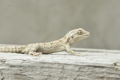 Mediodactylus russowii