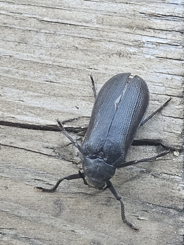 Cedar beetle (Sandalus petrophya) photo 5