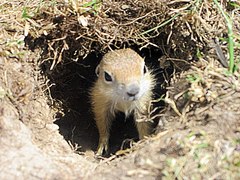 Spermophilus xanthoprymnus