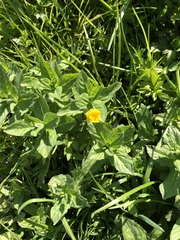 Ranunculus auricomus