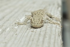 Mediodactylus russowii