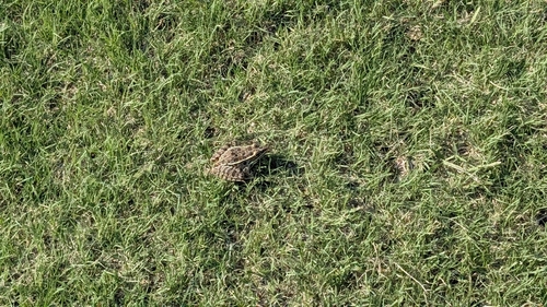 Plains Leopard Frog