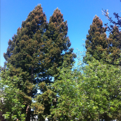 Sequoia sempervirens
