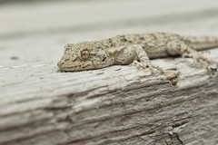 Mediodactylus russowii
