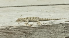 Mediodactylus russowii