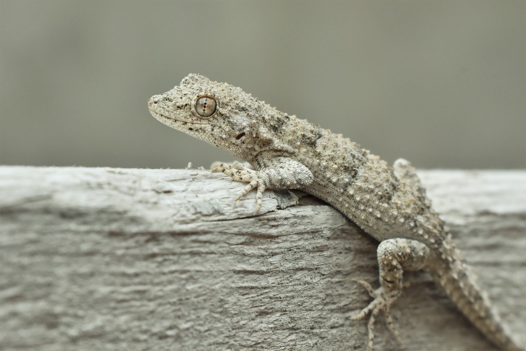 Caucasian Gecko