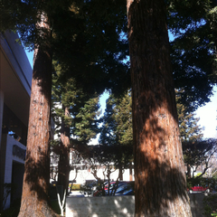 Sequoia sempervirens
