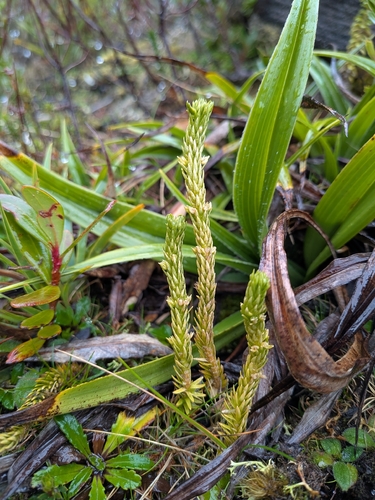 Huperzia australiana observed 2026-06-30