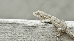 Mediodactylus russowii