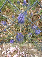 Muscari