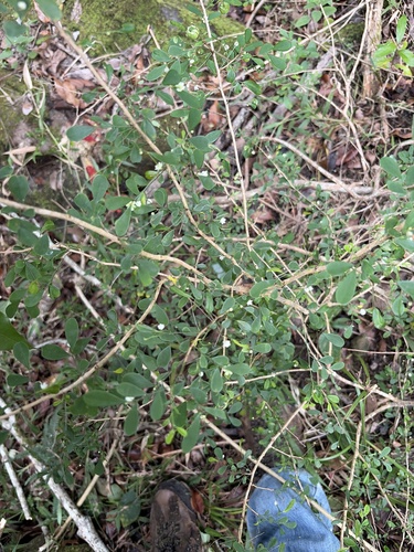 Synostemon albiflorus observed 2026-06-26