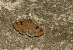 Plecoptera resistens