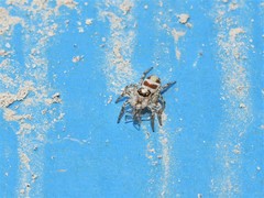 Plexippus devorans