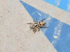 Plexippus devorans