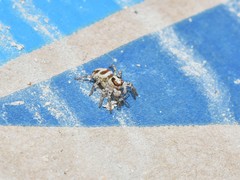 Plexippus devorans