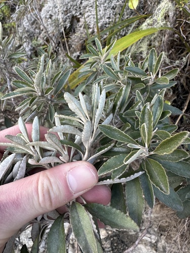 Brachyglottis monroi, photograph 1
