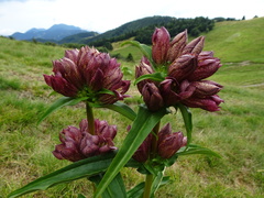 Gentiana pannonica