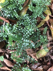 Zanthoxylum beecheyanum