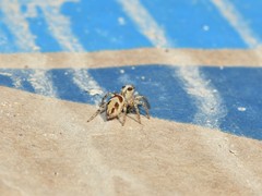Plexippus devorans