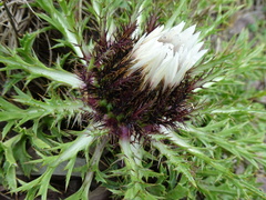 Carlina acaulis