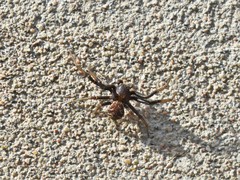 Xysticus