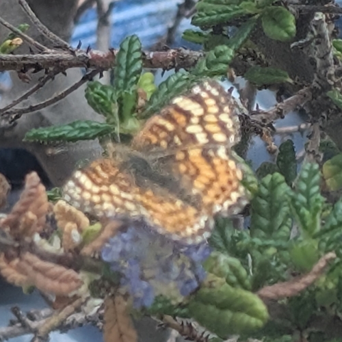 iNaturalist observation photo of Mylitta Crescent