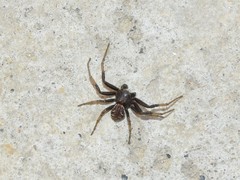 Xysticus