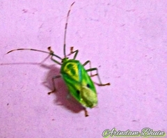 Urolabida