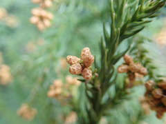 Cryptomeria japonica