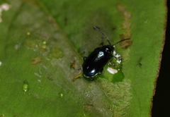 Altica cyanea
